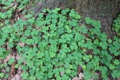 Oxalis acetosella