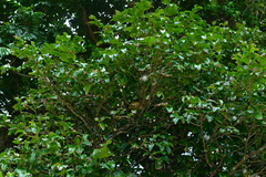 Syzygium tripinnatum