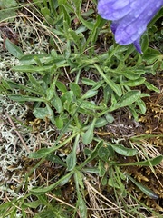 Campanula tridentata biebersteiniana