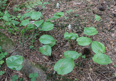 Maianthemum bifolium