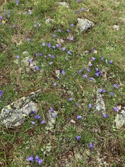 Campanula tridentata biebersteiniana
