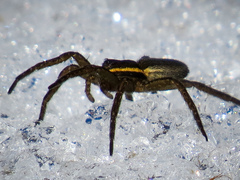 Dolomedes striatus