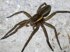Dolomedes striatus