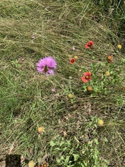 Plectocephalus americanus