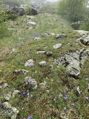 Campanula tridentata biebersteiniana