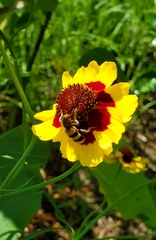 Trichodes bibalteatus