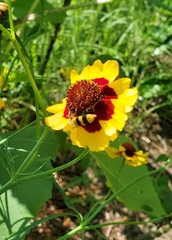 Trichodes bibalteatus