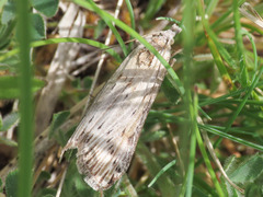 Megasis rippertella