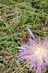 Trichodes bibalteatus