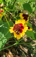 Trichodes bibalteatus