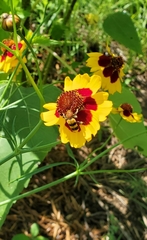 Trichodes bibalteatus