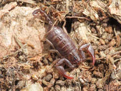 Euscorpius celanus