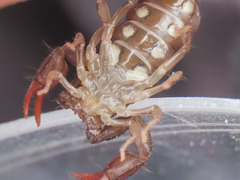 Euscorpius celanus