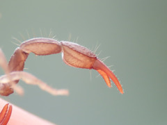 Euscorpius celanus