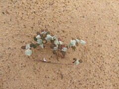 Eriogonum deserticola