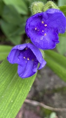 Tradescantia virginiana