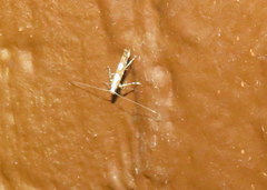 Acrocercops albinatella