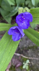 Tradescantia virginiana