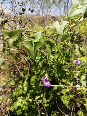 Maurandya antirrhiniflora