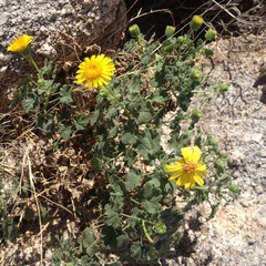 Perityle leptoglossa