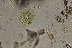 Phacus acuminatus