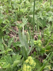 Fritillaria collina
