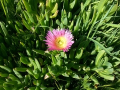 Carpobrotus aequilaterus