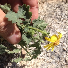 Perityle leptoglossa