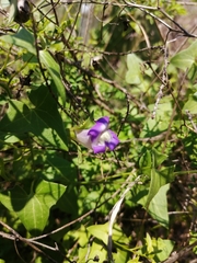 Maurandya antirrhiniflora