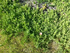 Carpobrotus aequilaterus