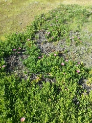 Carpobrotus aequilaterus
