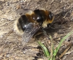 Cephenemyia auribarbis