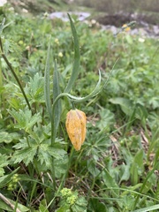 Fritillaria collina