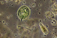 Phacus acuminatus