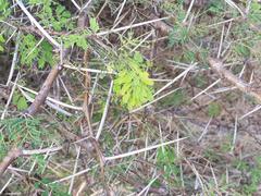 Vachellia grandicornuta
