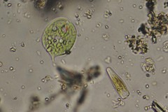 Phacus acuminatus