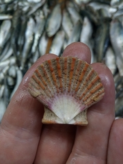 Pecten jacobaeus