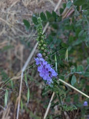 Sairocarpus vexillocalyculatus breweri