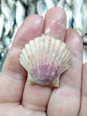 Pecten jacobaeus