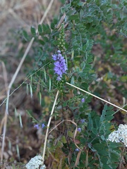Sairocarpus vexillocalyculatus breweri