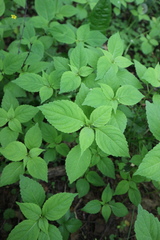 Impatiens parviflora