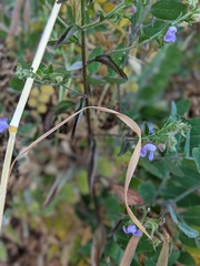 Sairocarpus vexillocalyculatus breweri