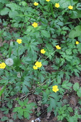 Ranunculus repens