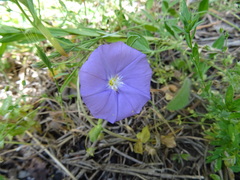Convolvulus sabatius sabatius