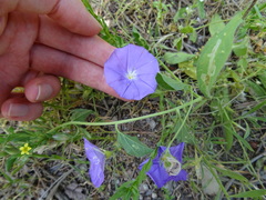 Convolvulus sabatius sabatius