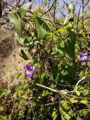 Maurandya antirrhiniflora