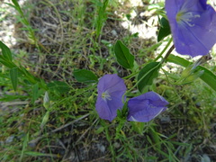 Convolvulus sabatius sabatius