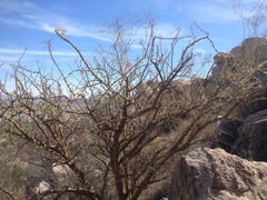 Fouquieria macdougalii