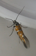 Chrysoesthia