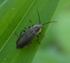 Atalantycha dentigera